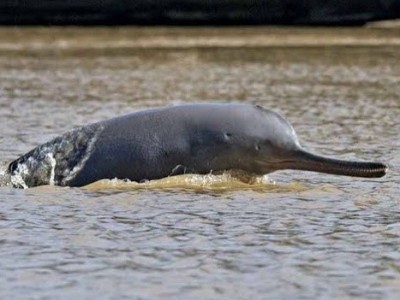 Ramsar Wetlands: A rich biodiversity